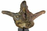 Hadrosaur (Hypacrosaur) Vertebra With Stand - Montana #116288-1